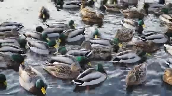 极多的鸭子在结冰的池塘里游泳视频的预览图