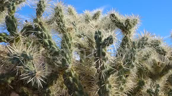 沙漠景观有仙人掌前景是仙人掌在一个器官管仙人掌国家纪念碑亚利桑那州美国视频的预览图