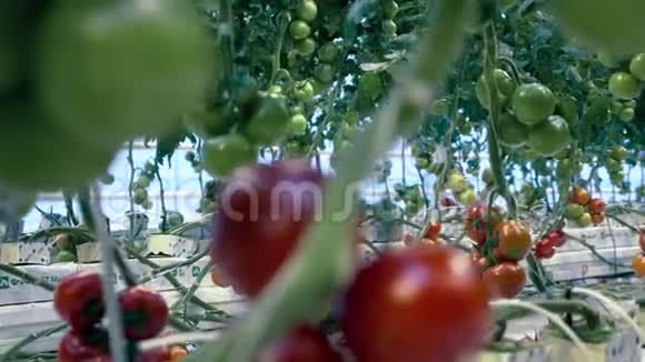 未成熟的西红柿生长在温室里农业产业新鲜蔬菜理念视频的预览图