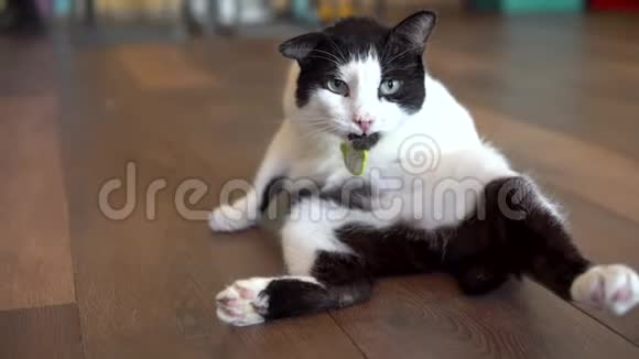 一只斑点猫坐在地板上舔黑白猫舔舐看着镜头视频的预览图