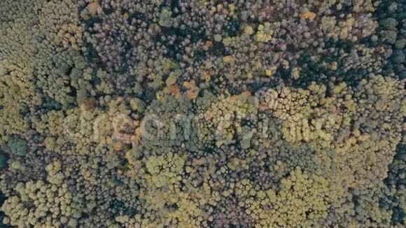 空中无人机镜头飞行在森林上空因为树叶在秋天改变了灿烂的颜色视频的预览图