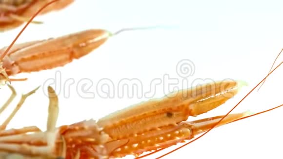虾甲壳类来吃视频的预览图