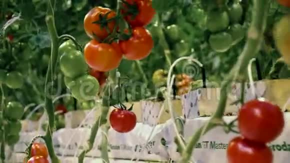 生长在温室里的绿色西红柿农业产业新鲜蔬菜理念视频的预览图