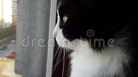 一只国产黑白猫好奇地看着窗外迅速扭头看着窗外的鸟儿视频的预览图