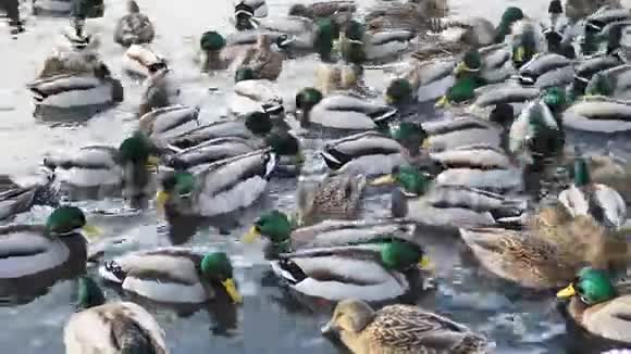 极多的鸭子在结冰的池塘里游泳视频的预览图