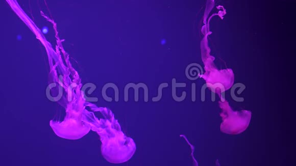 一组荧光粉水母在水族馆游泳池游泳视频的预览图