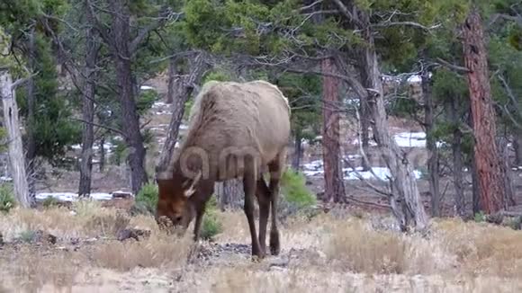 美国亚利桑那州大峡谷地区的无角大鹿吃干草视频的预览图