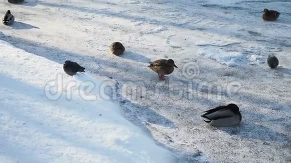 初春池塘里肮脏的融化的雪上鲜艳的野鸭视频的预览图