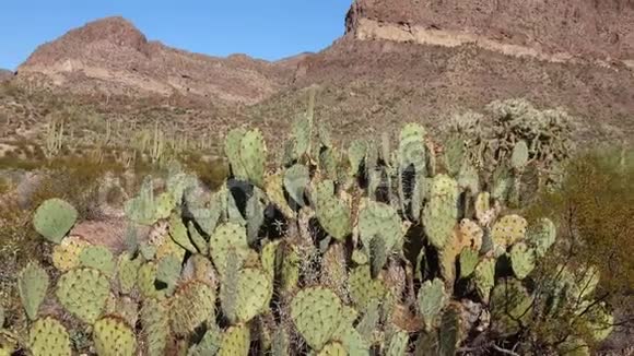 美国亚利桑那州萨加罗国家公园仙人掌视频的预览图