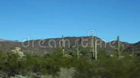 阿乔山大道一条未铺设的土路穿过器官管道仙人掌国家纪念碑萨古罗仙人掌排在路上美国亚利桑那州视频的预览图
