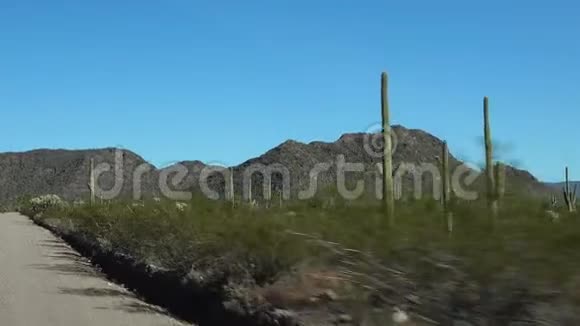 阿乔山大道一条未铺设的土路穿过器官管道仙人掌国家纪念碑萨古罗仙人掌排在路上美国亚利桑那州视频的预览图