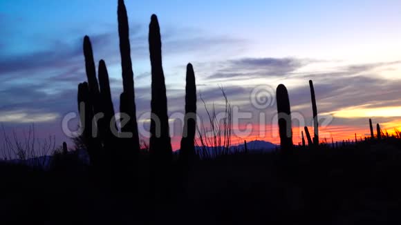 日落时分三个巨大的萨瓜罗斯卡耐基加吉甘特亚在红云的背景下仙人掌管视频的预览图