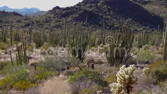典型的沙漠景观与仙人掌管仙人掌国家纪念碑仙人掌有机管萨加罗和奥科蒂略植物亚利桑那州视频的预览图