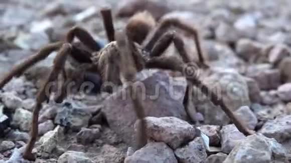 亚利桑那金发的狼蛛蚜虫成熟的雄性在地上奔跑美国亚利桑那州视频的预览图