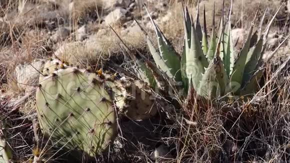 美国西部和西南的Cacti新墨西哥州山腰的一组多汁的仙人掌和农果植物视频的预览图