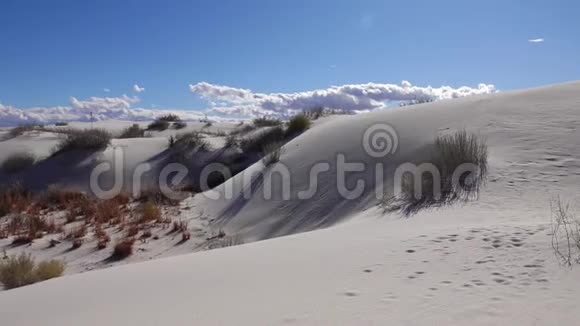 白色石膏砂上的干燥沙漠植物美国新墨西哥州白沙国家纪念碑视频的预览图