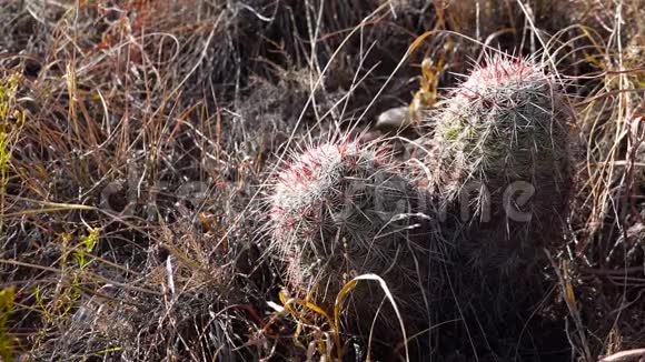 美国西部和西南的Cacti布雷迪仙人掌仙人掌布雷迪墨西哥视频的预览图