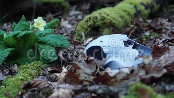 一个神秘的羊头骨埋在报春花旁边在林地的地板上视频的预览图