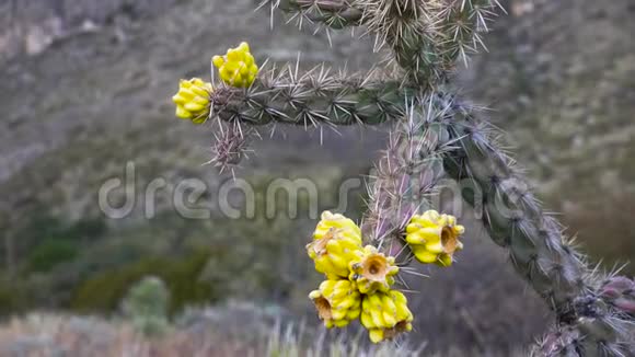 美国西部和西南的Cacti树状花冠手杖状花冠或胚芽黄色果实视频的预览图
