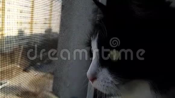 一只好奇的黑白猫从高高的地板上开着的窗户往外看坐在窗台上的安全网旁边视频的预览图