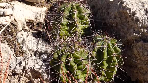 美国西部和西南的Cacti国王杯仙人掌莫哈夫丘仙人掌墨西哥视频的预览图