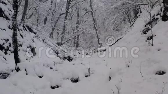 神奇的雪林和流动的冰流在雪天无人机可以看到美丽的白色林地令人惊叹的冬天森林在薄雾中视频的预览图