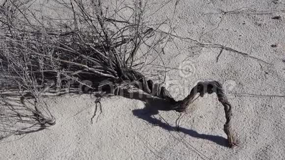 白色石膏砂上的干燥沙漠植物美国新墨西哥州白沙国家纪念碑视频的预览图
