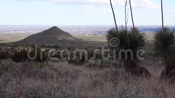 新墨西哥州圆锥山背景下山坡上的一组仙人掌和农瓜多汁植物视频的预览图