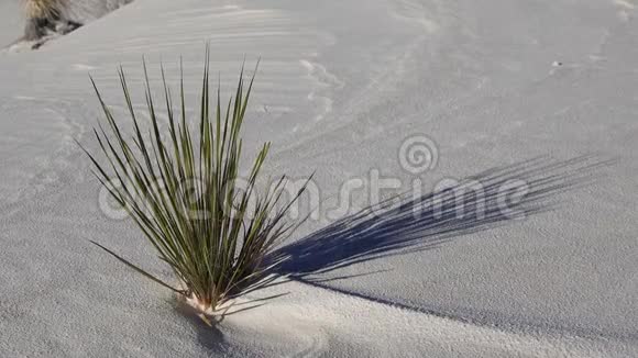 尤卡植物尤卡埃拉塔和沙漠裤子在沙丘在白沙国家纪念碑美国新墨西哥视频的预览图