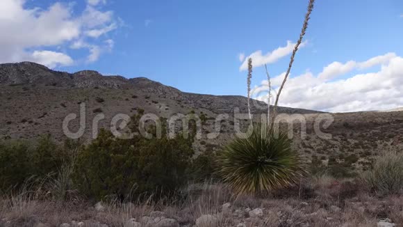 美国新墨西哥州沙漠山坡上的多汁植物尤卡和仙人掌视频的预览图