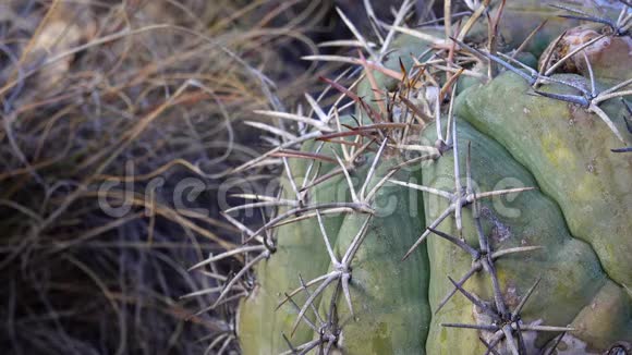 美国西部和西南的Cacti鹰爪土耳其的头魔鬼的头棘爪墨西哥视频的预览图