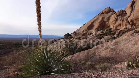 美国亚利桑那州赤壁山景观中的尤卡和卡蒂视频的预览图