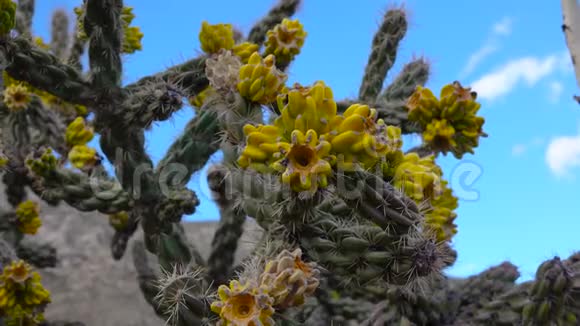 美国西部和西南的Cacti树状花冠手杖状花冠或胚芽黄色果实视频的预览图