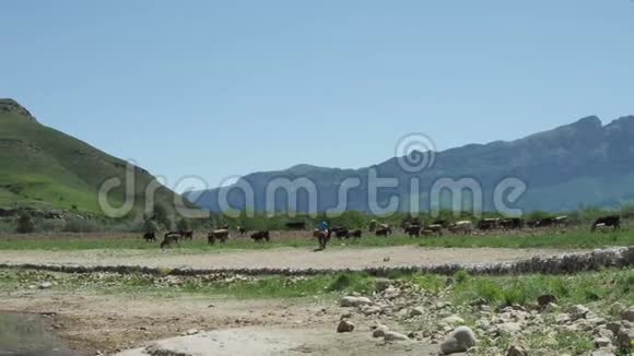 欧洲高山草甸上的奶牛放牧美丽的山山景观视频的预览图