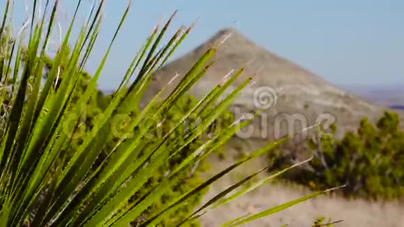普通索托沙漠勺子达西利翁墨西哥视频的预览图