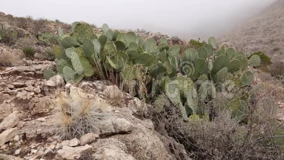 美国西部和西南的Cacti草莓刺猬仙人掌草色刺猬和恩格尔曼视频的预览图