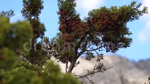 新墨西哥州山区一株针叶树的枝条上摆动着种子的红色果实视频的预览图