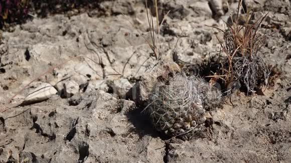 美国西部和西南的Cacti球蜂仙人掌白柱狐尾仙人掌白星结核球视频的预览图