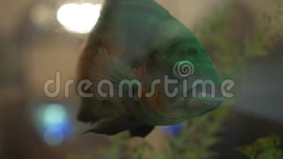 五彩缤纷的水族馆美丽的鱼儿在水中游泳视频的预览图