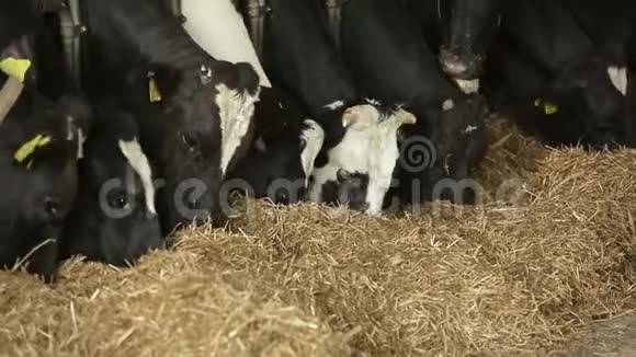 奶牛场饲养奶牛有奶牛视频的预览图