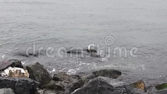 海边的悬崖和海岸海浪和海鸥视频的预览图