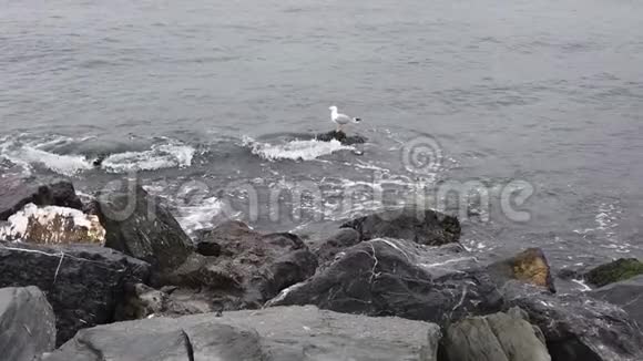海边的悬崖和海岸海浪和海鸥视频的预览图