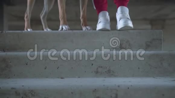 狗训练概念在相框里美国斯塔福德郡梗的腿和他的情妇走下楼梯视频的预览图
