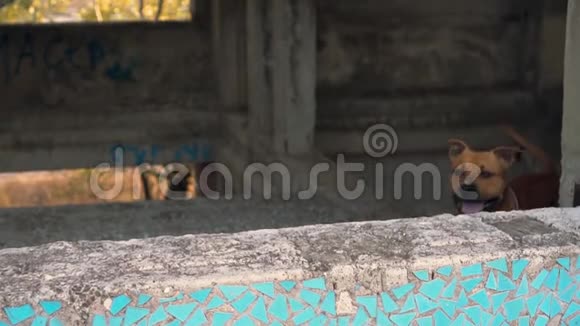 美国斯塔福德猎犬从窗户跳到一栋废弃的建筑视频的预览图