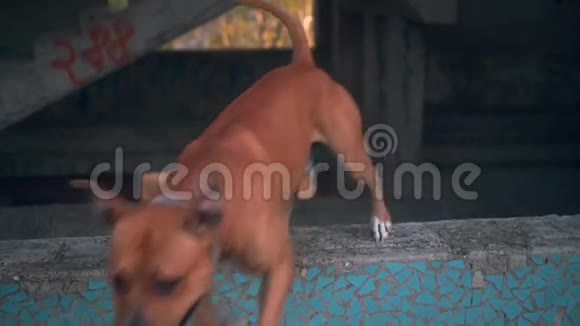 美国斯塔福德猎犬从窗户跳到一栋废弃的建筑视频的预览图