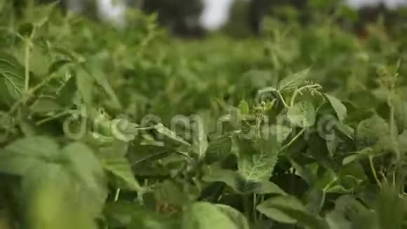 绿熟大豆大田种植视频的预览图