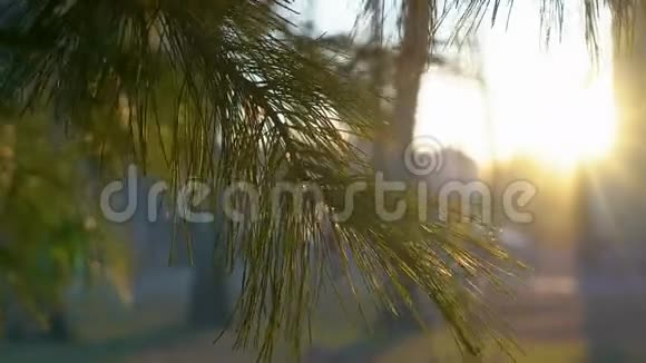 阳光下的绿松枝带着橘色视频的预览图