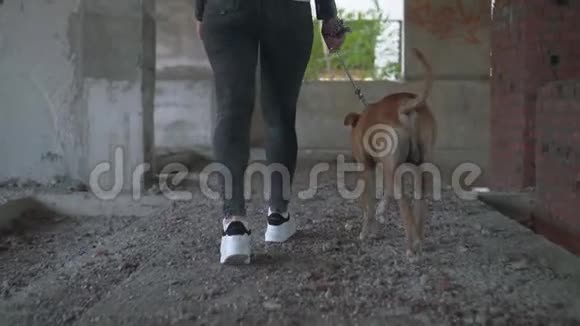 年轻的金发女郎带着一只狗饲养着美国斯塔福德郡的猎犬在一座废弃的建筑物周围奔跑视频的预览图