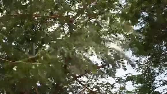 室外自然花园的绿树视频的预览图