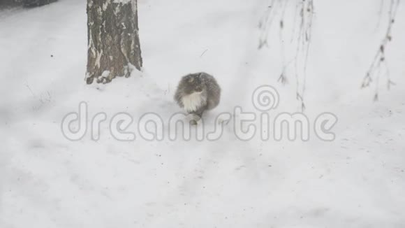 下雪时灰猫坐在雪地里然后离开视频的预览图